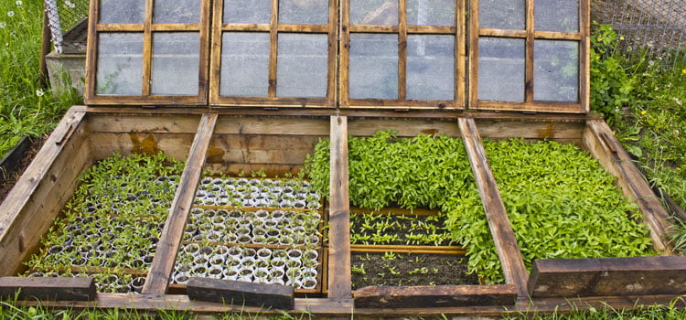 What Is A Cold Frame Greenhouse