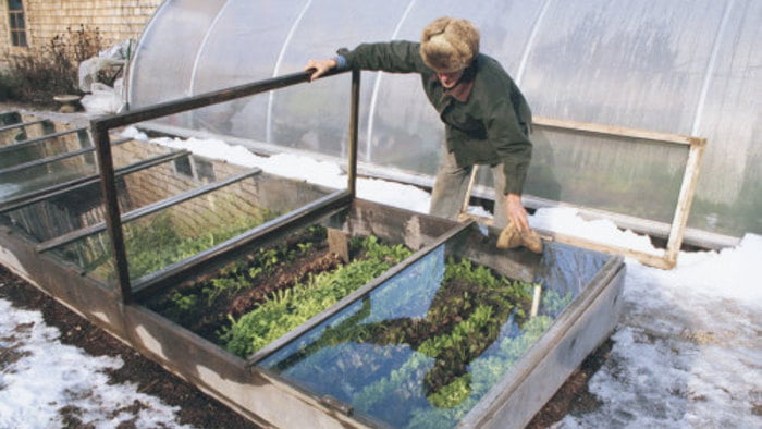 What Is A Cold Frame Greenhouse