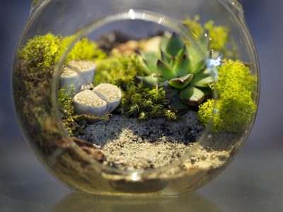 What Is A Terrarium A Complete In-Depth Insight 