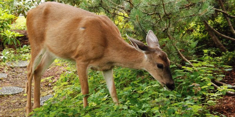 What Plants do Deer Eat from your Yard