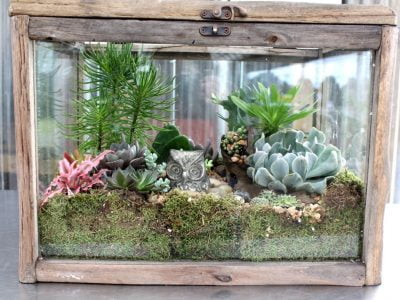 What Soil Suits a Succelents In Terrarium