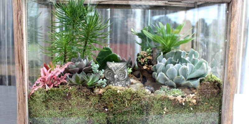 What Soil Suits a Succelents In Terrarium