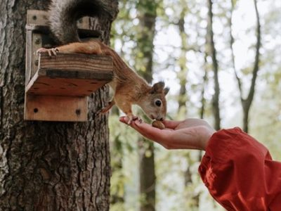 What is the Best Food to Feed Squirrels