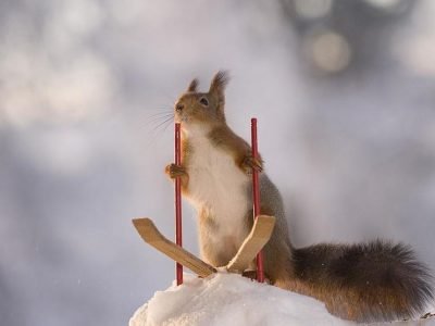 What to Feed Squirrels in Winter