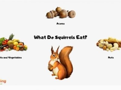 What to Feed Wild Squirrels