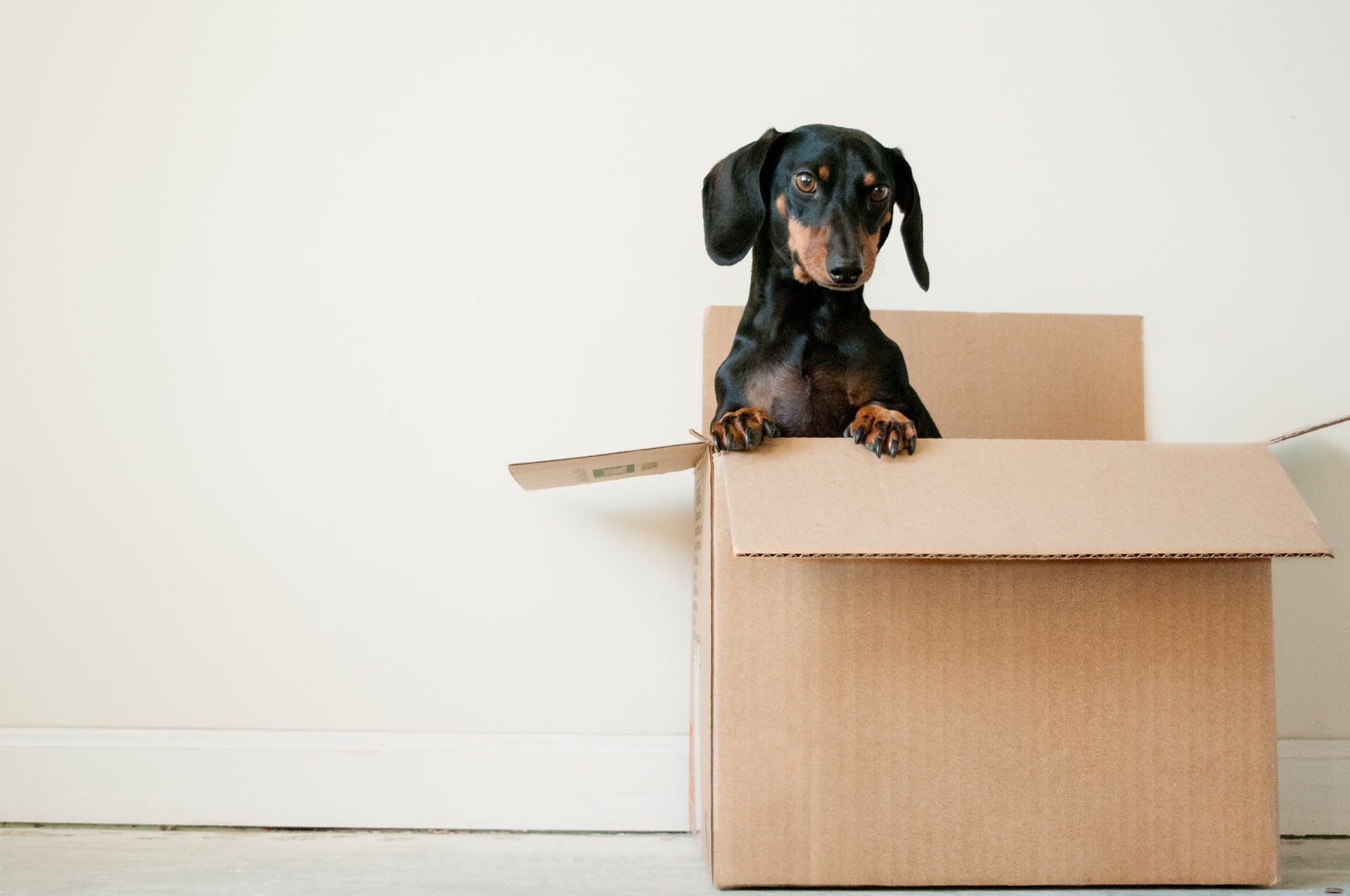 A dog sitting in a box Description automatically generated with medium confidence