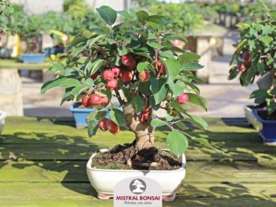 Apple Bonsai Tree