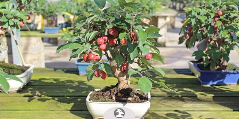 Apple Bonsai Tree