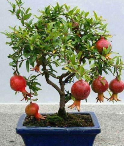 Bonsai Apple Tree in a Pit