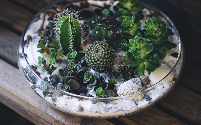 Cactus Terrarium in a Bowl