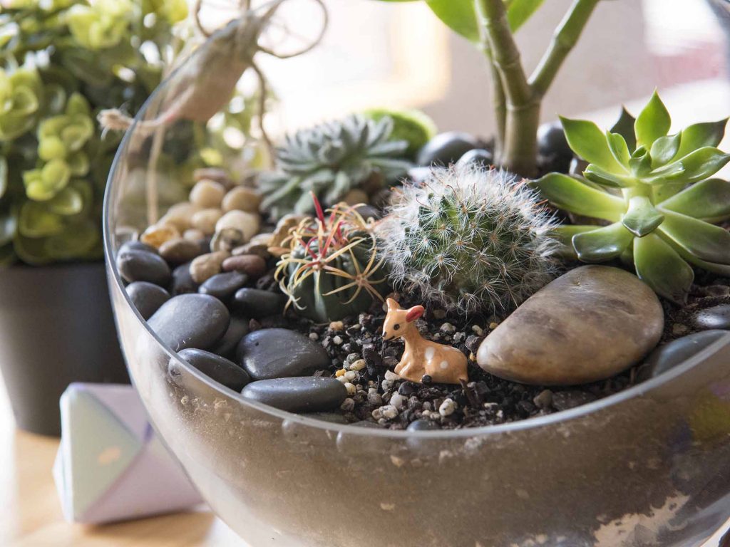 Cactus Terrarium