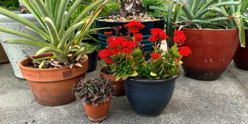 Ceramic Vs Plastic Pots Which is the Best Pot Material for Indoor Plants