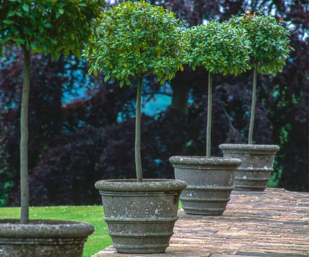 Charming Topiaries