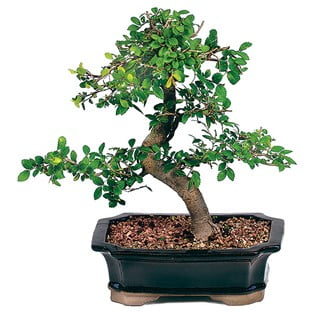 Chinese Elm (Ulmus parvifolia)