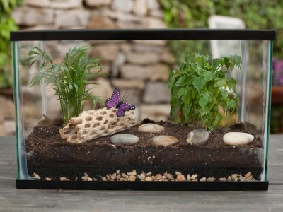 DIY Terrarium Ideas