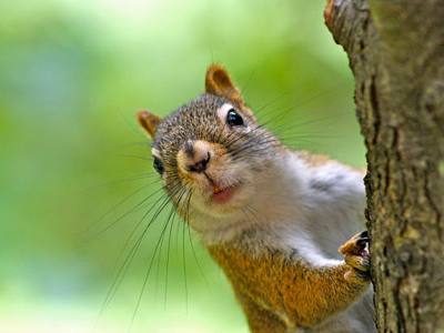 Eating Squirrels Yes, They Are Edible