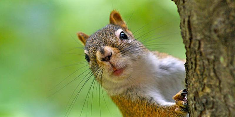 Eating Squirrels Yes, They Are Edible