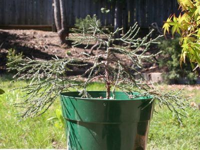 Giant Sequoia Bonsai