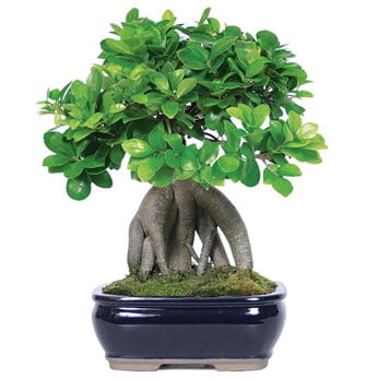 Ginseng Ficus (Ficus Retusa)