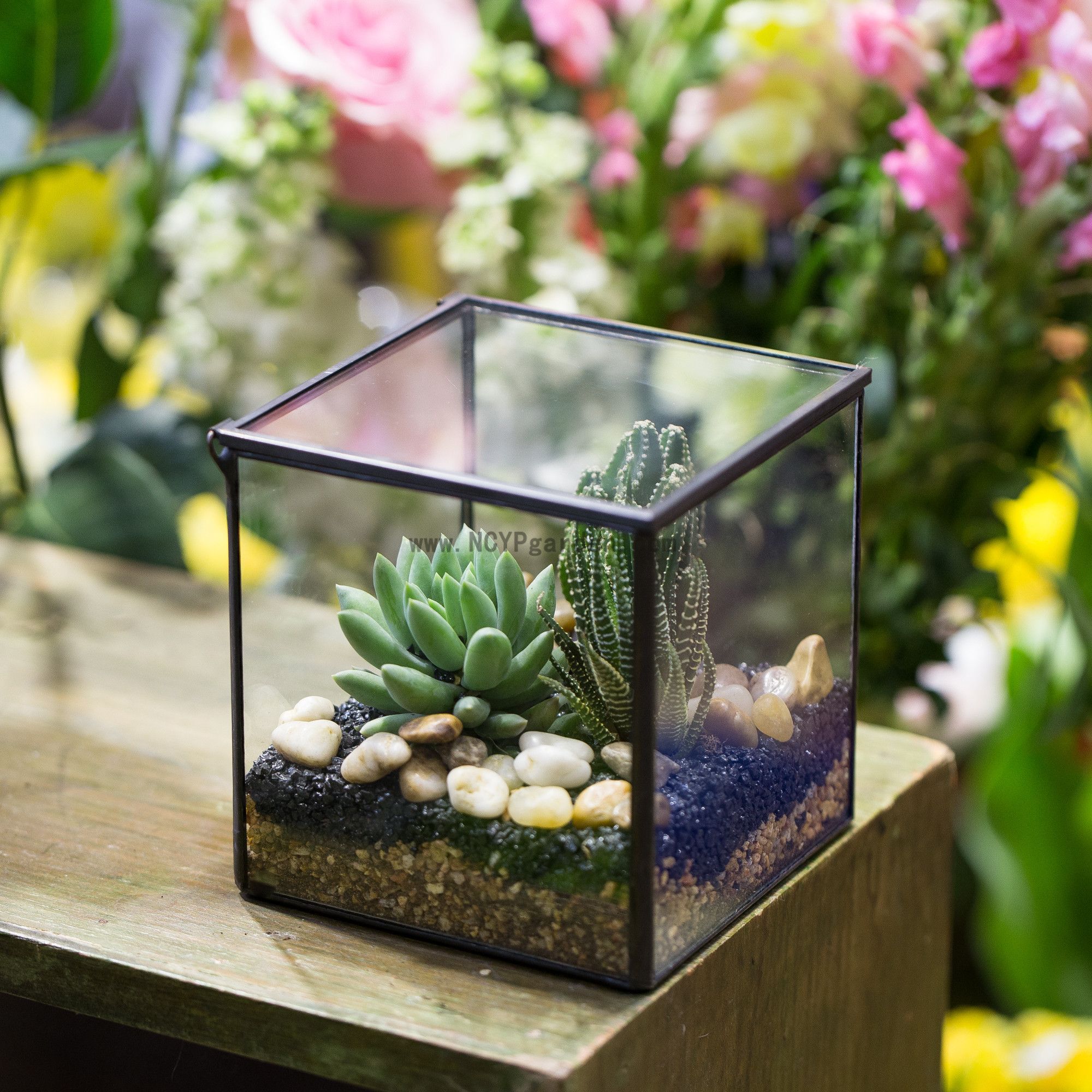 Glass Frame Terrariums