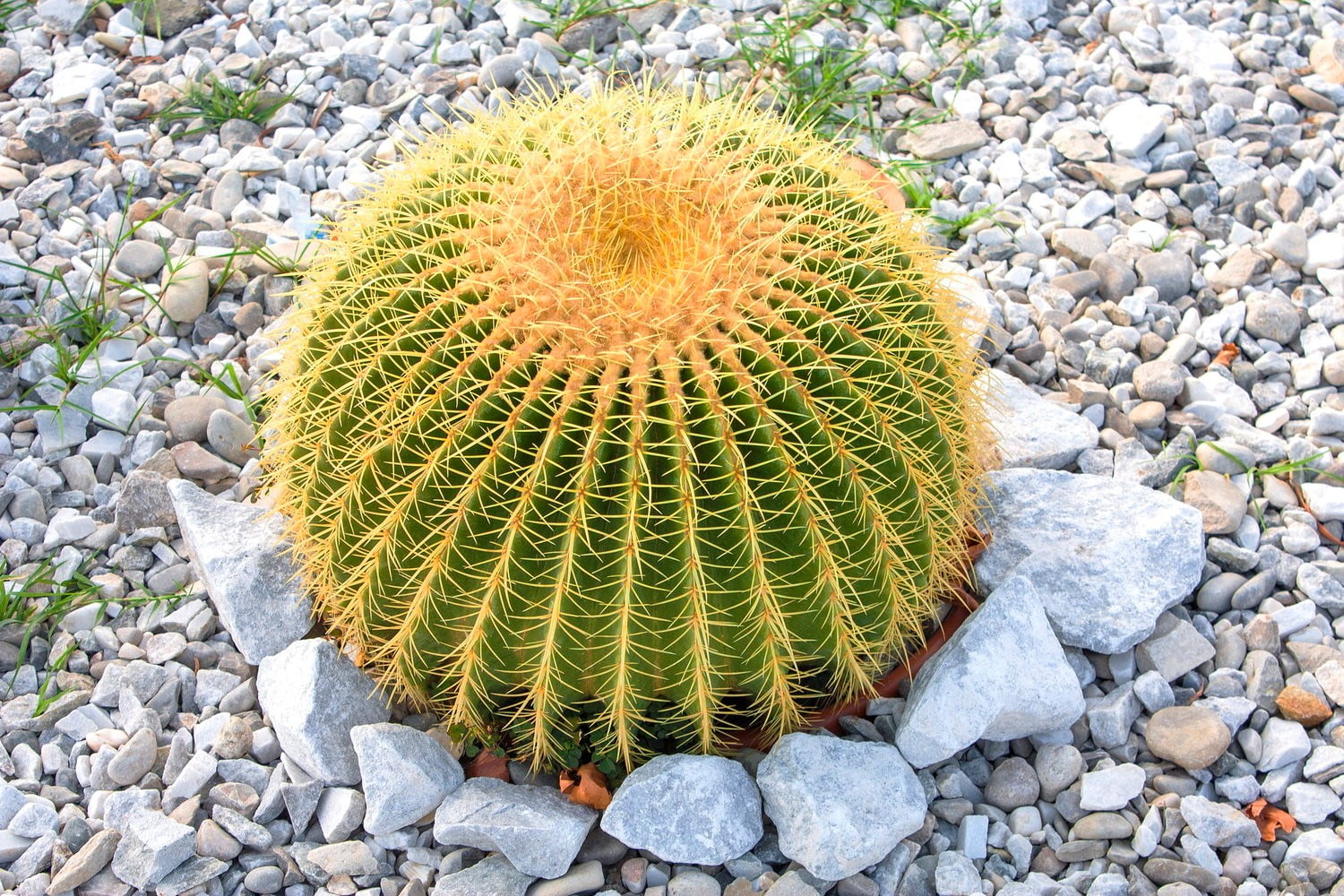 Golden Barrel Cactus