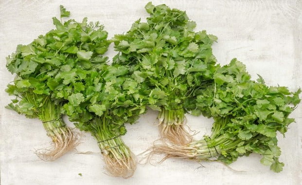 How Long Does Cilantro Take to Grow