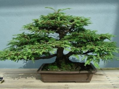 How Much Deep a Sequoia Bonsai Pot Should Be