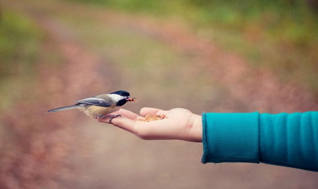 How To Catch a Bird Without Hurting It