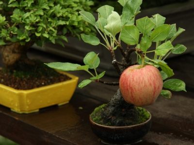 How To Gorm an Apple Tree into A Bonsai