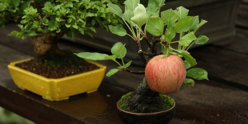 How To Gorm an Apple Tree into A Bonsai