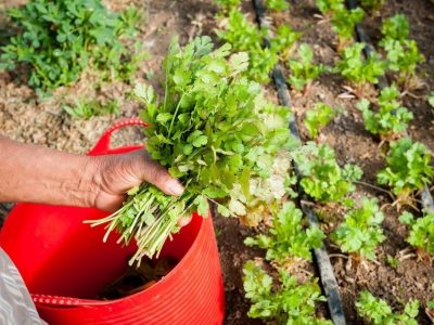 How To Grow Cilantro Guide Inside and Outside