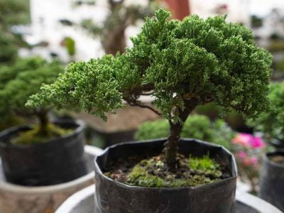 How To Make Bonsai Tree and How Much Time Will It Take