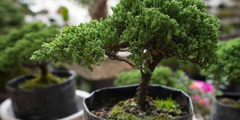 How To Make Bonsai Tree and How Much Time Will It Take