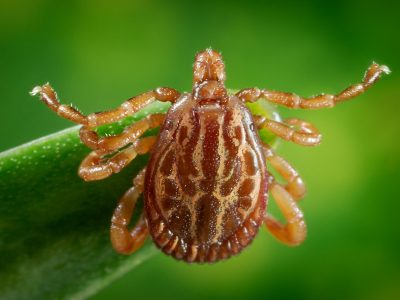 How Vinegar Can Help You Repel Ticks