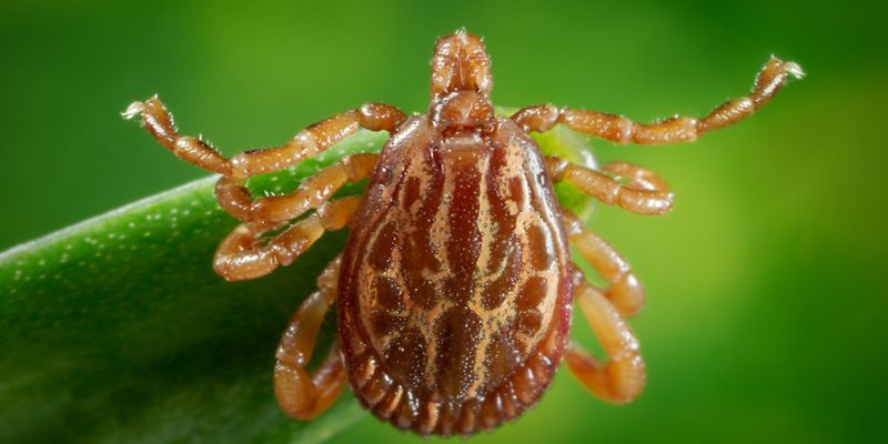 How Vinegar Can Help You Repel Ticks