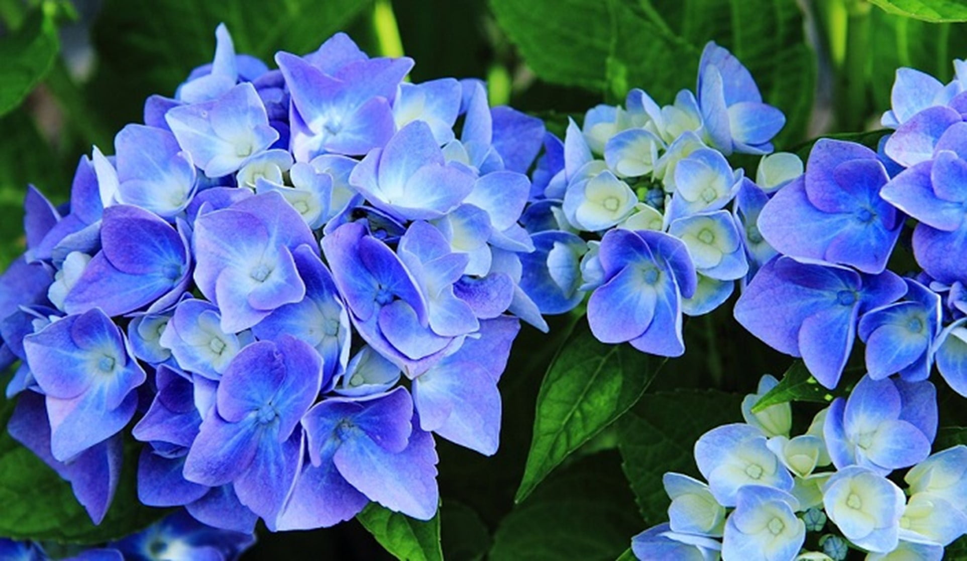 Hydrangea