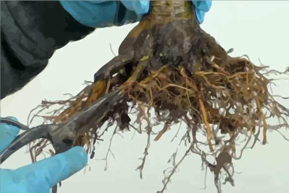 Importance of Root Pruning