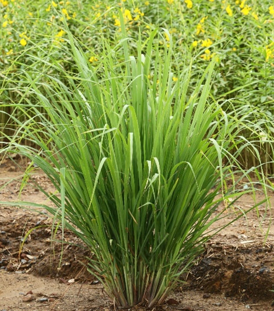 Lemongrass Plants to Repel Fleas