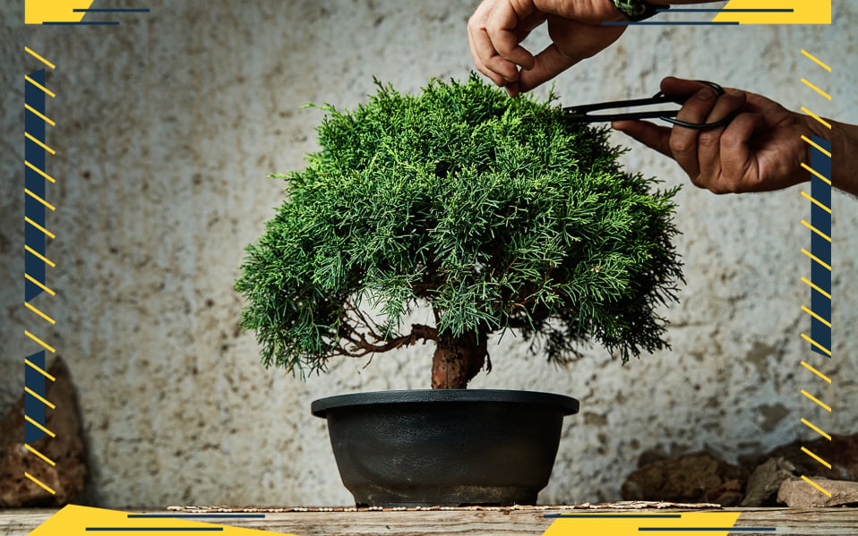 Make an Easy Bonsai Tree