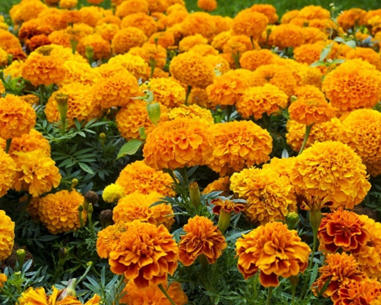 Marigold Plants to Repel Fleas