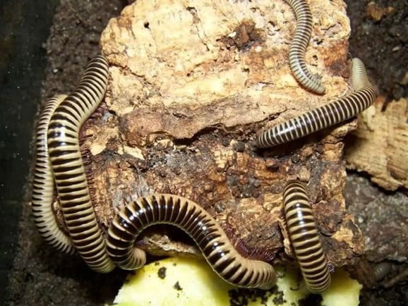 Millipedes