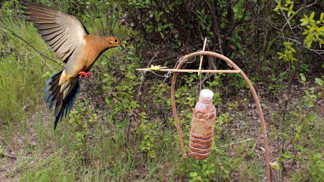 Ojibwa Bird Trap