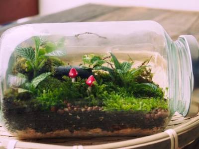 Plants for a Closed Terrarium