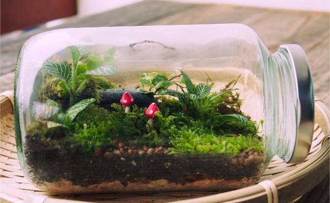 Plants for a Closed Terrarium