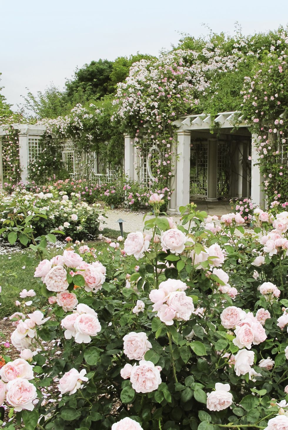 Rose Garden