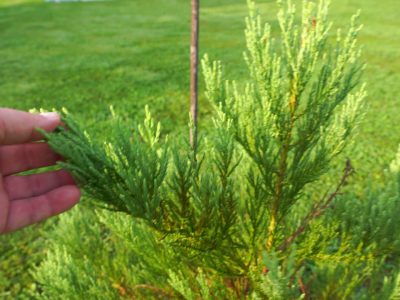 Sequoia Bonsai Tree is Dying