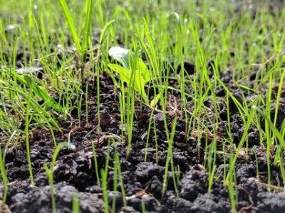 Steps by Step Guide to Sow Lawn Seeds 