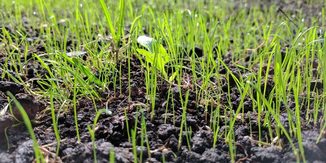 Steps by Step Guide to Sow Lawn Seeds 