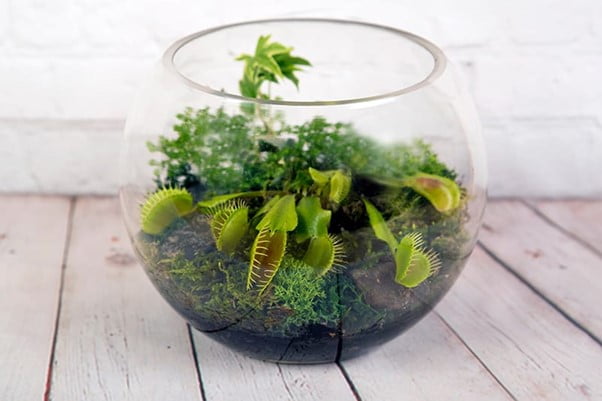 Terrarium Plants Rare Selective Plant Ideas to Grow in Your Terrarium