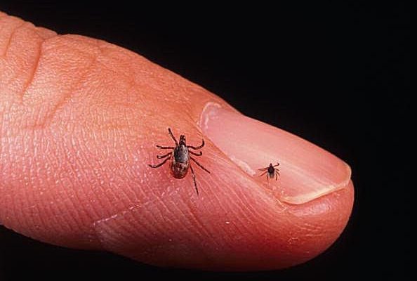 Tick Bite Prevention and Cure Tips for Preventing Ticks Bite